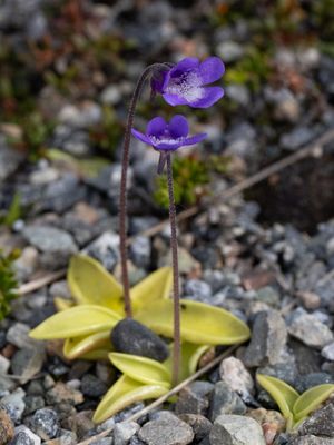 Vetblad / Common Butterwort / Pinguicula vulgaris