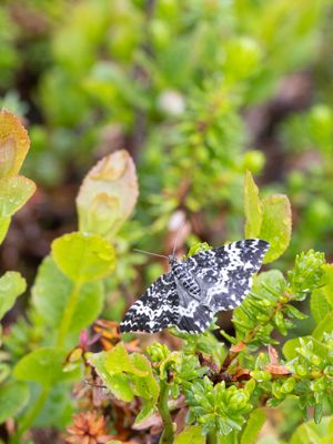 Kleine speerpuntspanner / White-banded Black / Rheumaptera subhastata