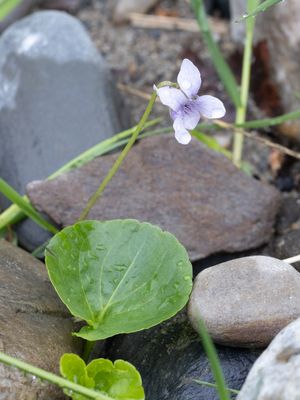 Moerasviooltje / Marsh Violet / Viola palustris 