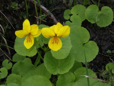 Tweebloemig viooltje / Alpine Yellow-violet / Viola biflora