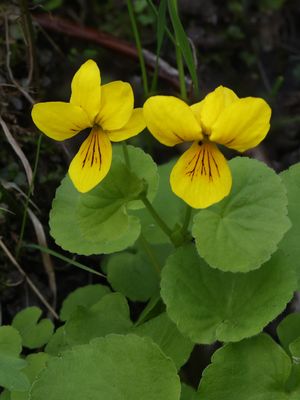 Tweebloemig viooltje / Alpine Yellow-violet / Viola biflora