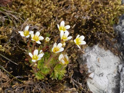 Steenbreekfamilie / Saxifragaceae