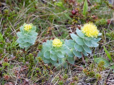 Rozewortel / Roseroot / Rhodiola rosea