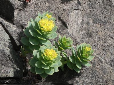Rozewortel / Roseroot / Rhodiola rosea