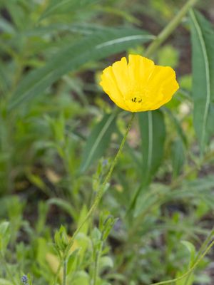 Papaverfamilie /Papaveraceae