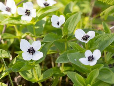 Kornoeljefamilie / Cornaceae