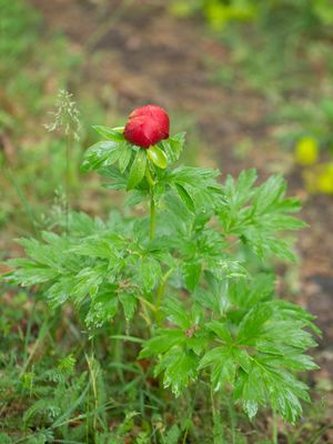 Pioenroosfamilie / Paeoniaceae