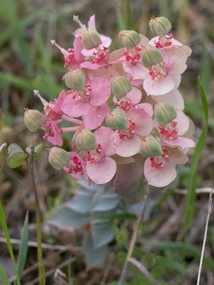 Wolfsmelkfamilie / Euphorbiaceae