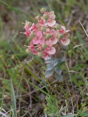 Blauwgroene wolfsmelk / Blue Spurge / Euphorbia myrsinites
