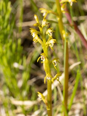 Corallorhiza trifida / Koraalwortel / Northern Coralroot 