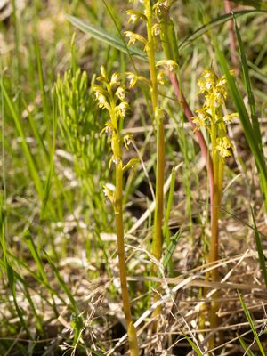 Corallorhiza trifida / Koraalwortel / Northern Coralroot 