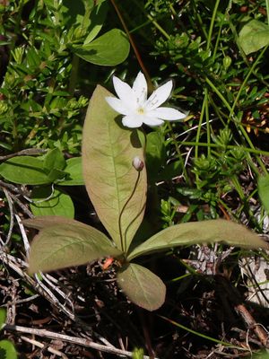 Zevenster / Arctic Starflower / Trientalis europaea