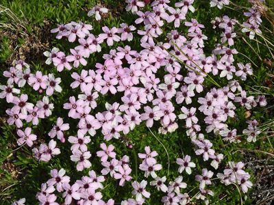 Stengelloze silene / Cushion Pink / Silene acaulis