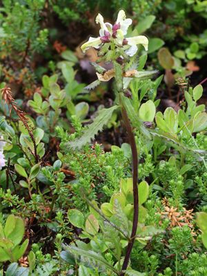 Laplands kartelblad / Lapland lousewort / Pedicularis lapponica