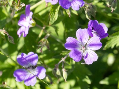Bosooievaarsbek / Wood Crane's-bill / Geranium sylvaticum