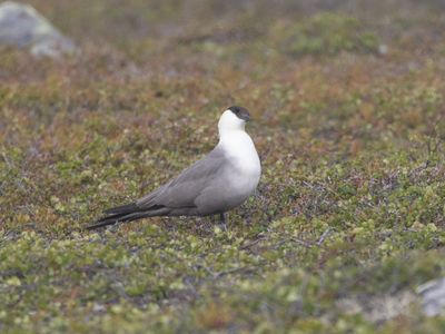 Kleinste jager / Long-tailed Jaeger / Stercorarius longicaudus