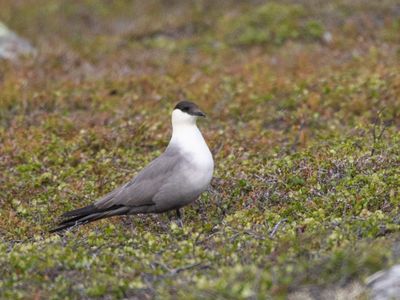 Kleinste jager / Long-tailed Jaeger / Stercorarius longicaudus
