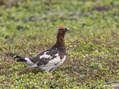 Moerassneeuwhoen / Willow ptarmigan / Lagopus lagopus
