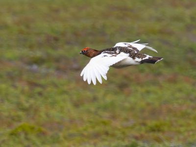 Moerassneeuwhoen / Willow ptarmigan / Lagopus lagopus