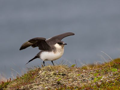 Kleine jager / Parasitic jaeger / Stercorarius parasiticus