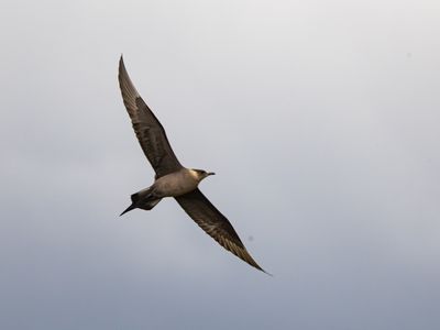 Kleine jager / Parasitic jaeger / Stercorarius parasiticus