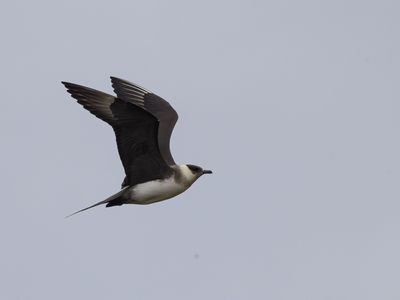 Kleine jager / Parasitic jaeger / Stercorarius parasiticus