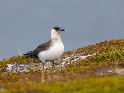 Kleine jager / Parasitic jaeger / Stercorarius parasiticus