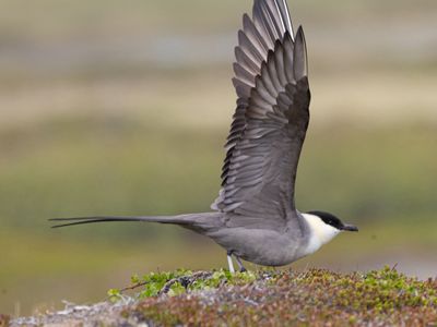 Kleinste jager / Long-tailed Jaeger / Stercorarius longicaudus