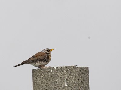 g13/62/962762/3/174690152.9bfe5dac.JPEG