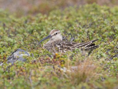 Regenwulp / Whimbrel / Numenius phaeopus