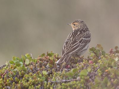 Roodkeelpieper / Red-throated pipit / Anthus cervinus