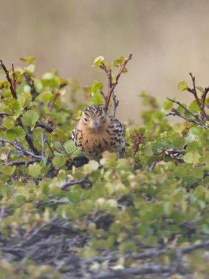 Roodkeelpieper / Red-throated pipit / Anthus cervinus