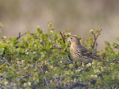 Roodkeelpieper / Red-throated pipit / Anthus cervinus