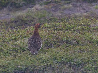 Moerassneeuwhoen / Willow ptarmigan / Lagopus lagopus