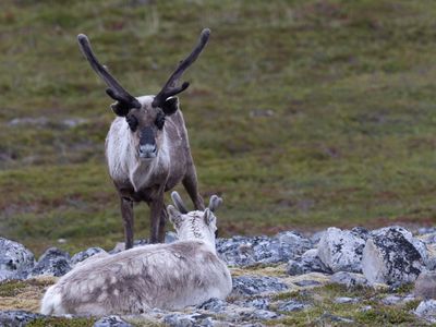Rendier / Reindeer / Rangifer tarandus
