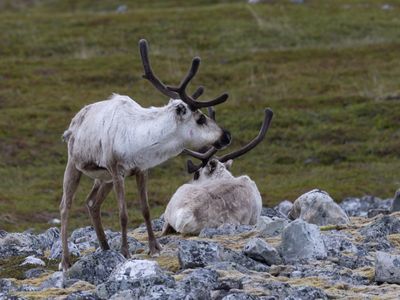 Rendier / Reindeer / Rangifer tarandus