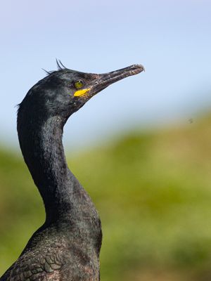 Kuifaalscholver / Shag / Phalacrocorax aristotelis
