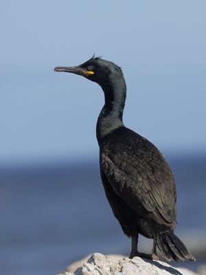 Kuifaalscholver / Shag / Phalacrocorax aristotelis