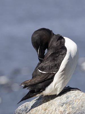 Alk / Razorbill / Alca torda