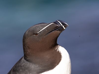 Alk / Razorbill / Alca torda