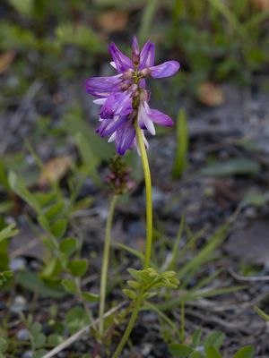 Alpine milkvetch / Astragalus alpinus