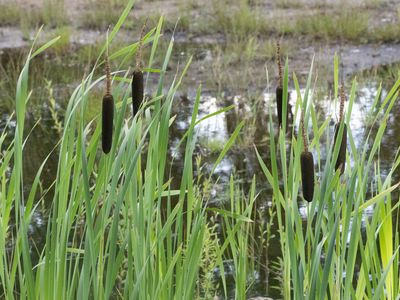 Grote lisdodde / Bulrush / Typha latifolia