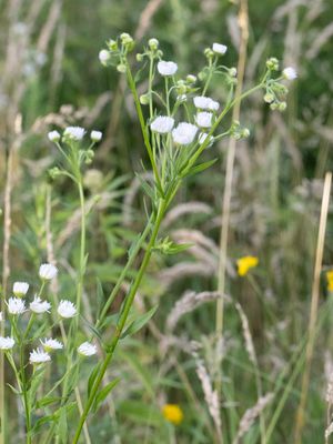 Zomerfijnstraal / Daisy Fleabane / Erigeron annuus