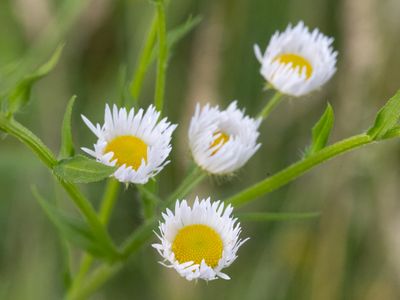 Zomerfijnstraal / Daisy Fleabane / Erigeron annuus
