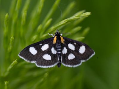Grasmotten / Grass Moths / Crambidae