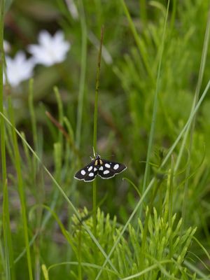 Lichtbalmot / Anania funebris