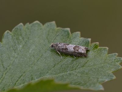 Vierkantoogbladroller / Epinotia tetraquetrana