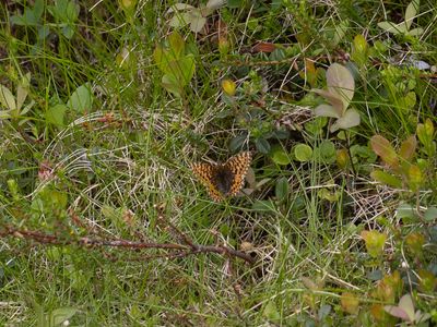 Freija's parelmoervlinder / Freija fritillary / Boloria freija