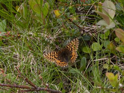 Freija's parelmoervlinder / Boloria freija