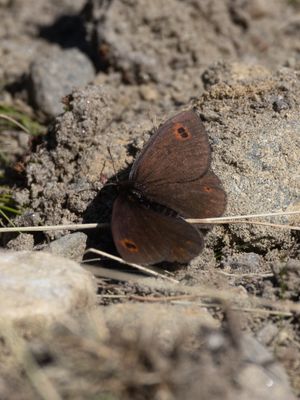 Voorjaarserebia / Woodland Ringlet / Erebia medusa 